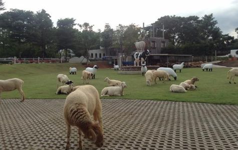 The Scenery Vintage Farm - Tourism 1