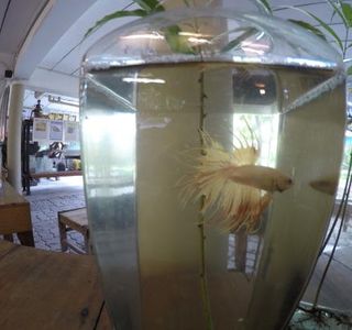 Siamese Fighting Fish Gallery