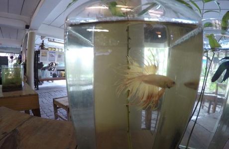 Siamese Fighting Fish Gallery