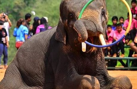 Elephant Study Center Surin