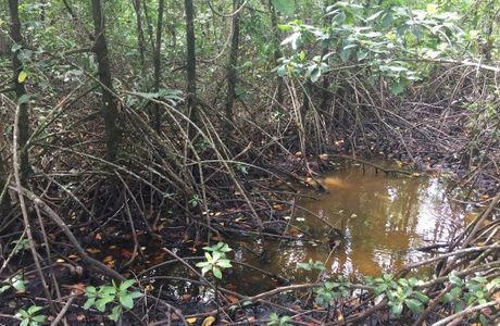 Salakphet Mangrove Walkway