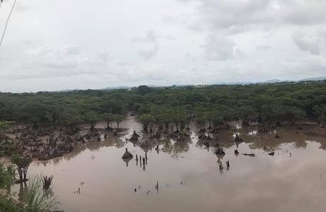 Tien Yen Mangrove Forest