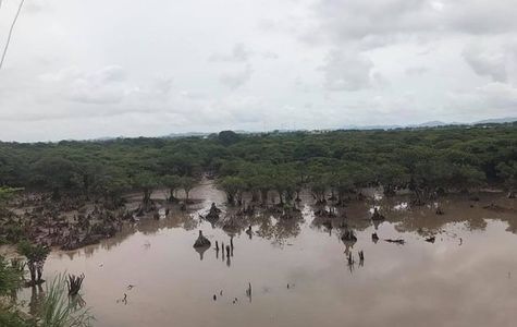 Tien Yen Mangrove Forest 1