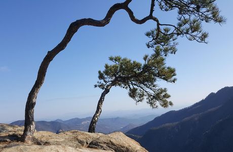 Pinus Cave