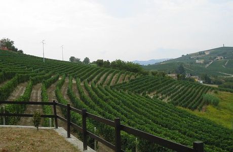 Azienda Agricola "Vigneti Aliberti"