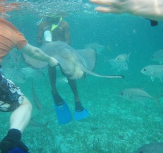 Shark Ray Alley