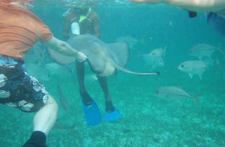 Shark Ray Alley