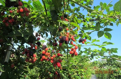 Sannai Jomon Berryland