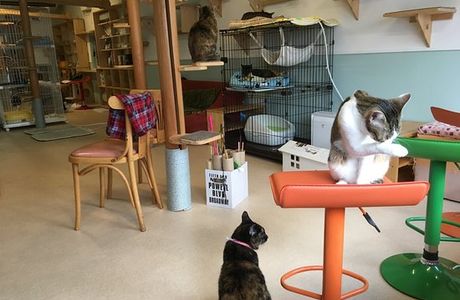 Cat Cafe Caro