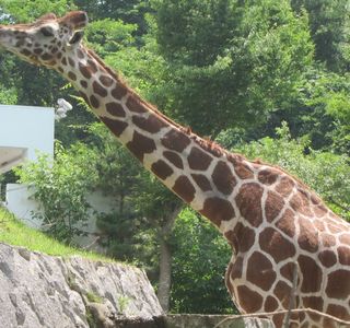 Omoriyama Zoo