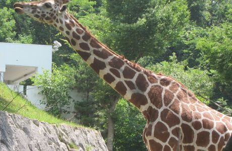 Omoriyama Zoo