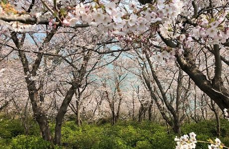 Akomisaki Park