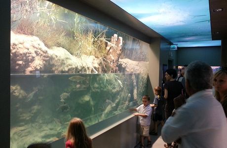 Bodorka Balaton Aquarium