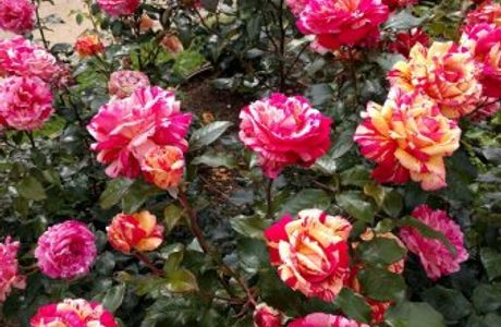 Terre de Rose Distillerie