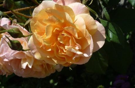 Les Chemins de la Rose
