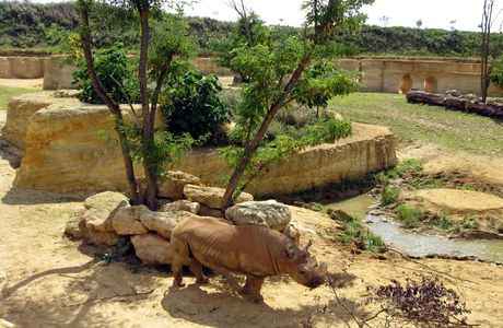 Bioparc De Doué La Fontaine