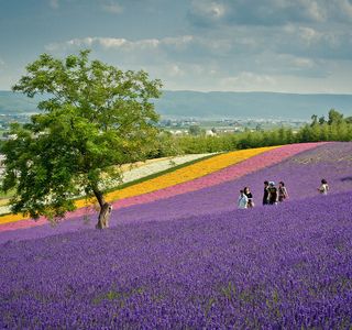 Furano Marche