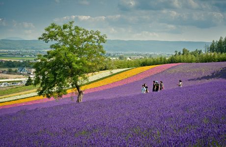 Furano Marche