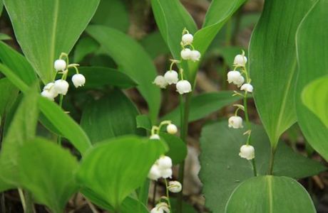 Ahikwacho Colony of a Lily of the Valley
