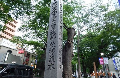 The road lined with Japanese Zelkova near Babadaimon Gate