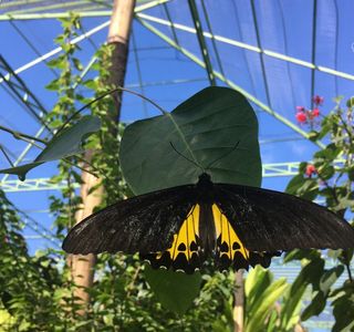 Kemenuh Butterfly Park