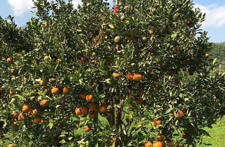 Thanatorn Orange Farm