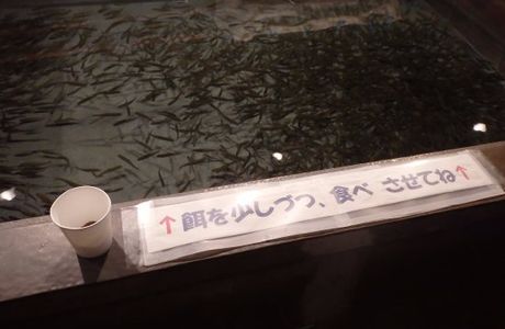 Chitose Sake Masu no Mori Sake Masu Johokan