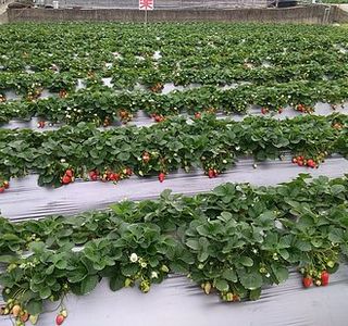 Jingcai Strawberry Garden