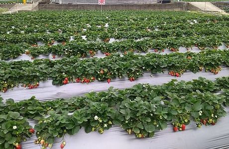 Jingcai Strawberry Garden