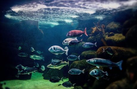 Marinarium