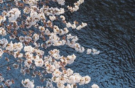 Shakuji River Green Road