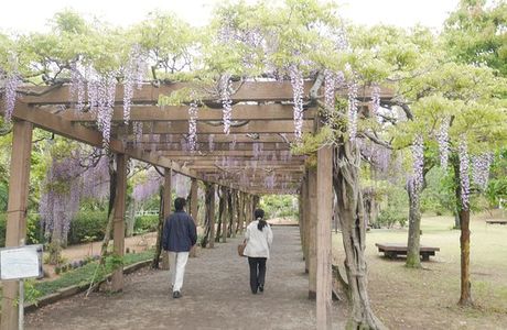 Omishima Fuji Park