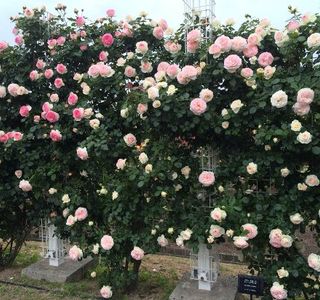 Yoshiumi Rose Park