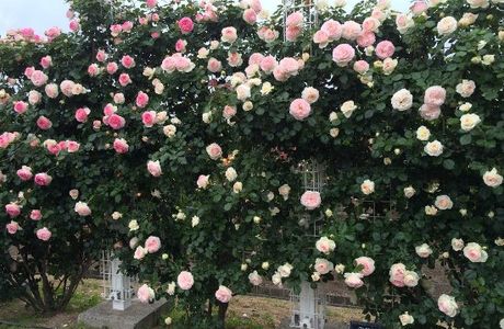 Yoshiumi Rose Park