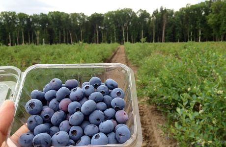 Ishiguro Blueberry Farm