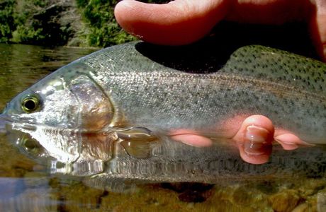 Hinata Valley Trout Fishing Ground