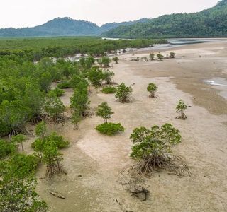 Iriomote Pain Farm