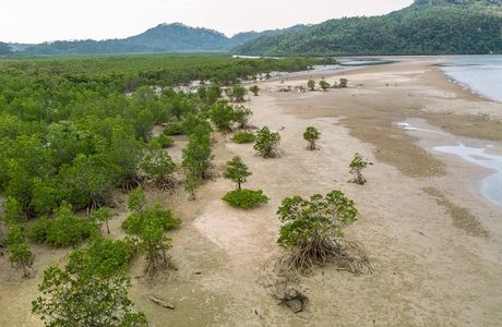 Iriomote Pain Farm