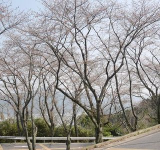 Cherry Trees in Kagamiyama