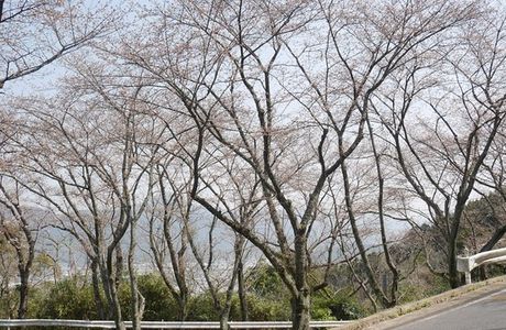 Cherry Trees in Kagamiyama
