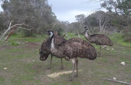 Cockatoo Downs Farmstay