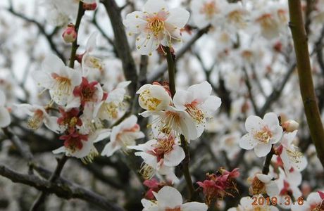 Plum Forest
