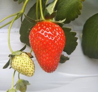 Katano Strawberry Farm