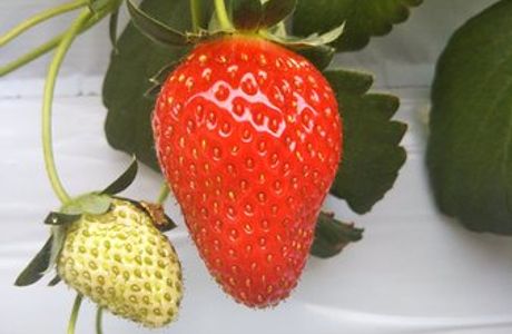 Katano Strawberry Farm