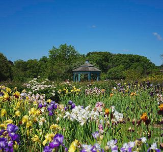 Jotokuin Temple Iris Garden