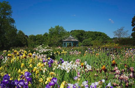 Jotokuin Temple Iris Garden