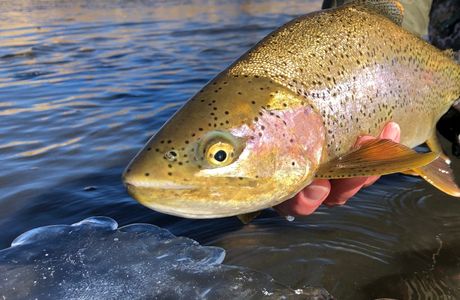 Asakawa International Trout Fishing Ground