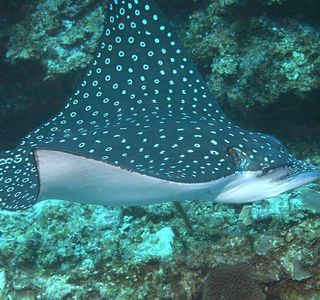 Eagle Ray Pass