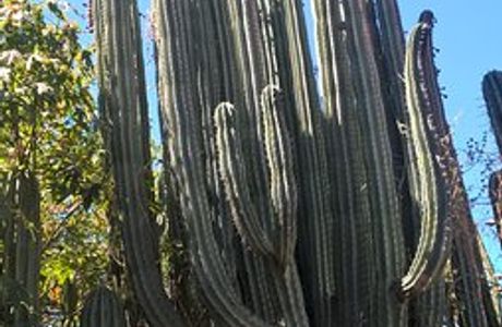 Obesa Cacti Nursery