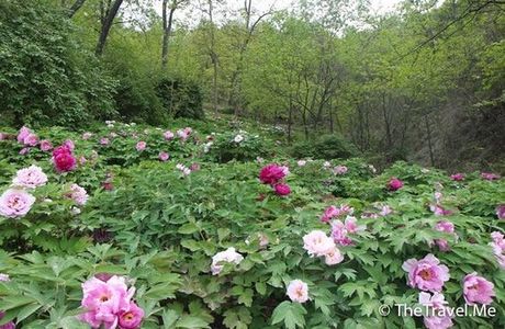 Agu SpringScenic Resort